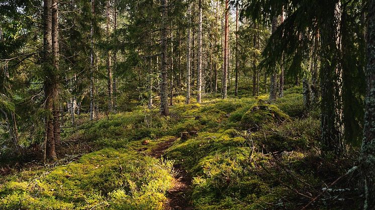 EU.s taxonomi innebär ökad byråkrati för skogsägare och bioenergi. Foto: Pixabay