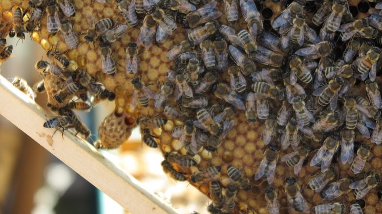 Camfil_Bienen mit Waben