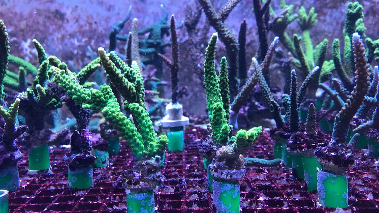  På bilden syns två arter inom korallsläktet Acropora.