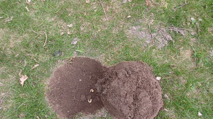 gropar2.jpg