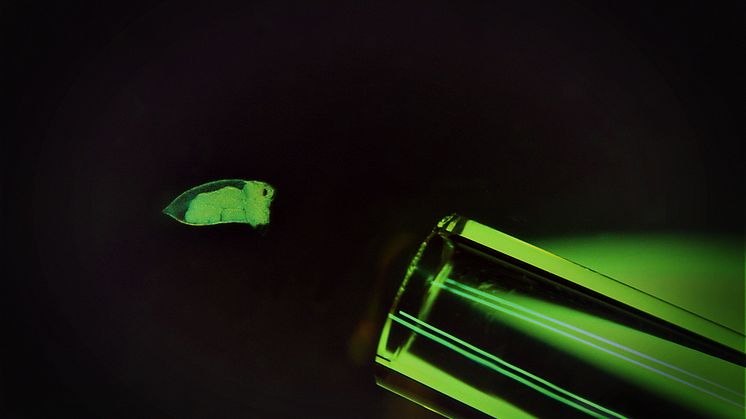 Med hjälp av ny DNA-teknik har forskare vid Stockholms universitet undersökt maginnehållet hos mikroskopiska djurplankton (här en hinnkräfta av släktet Evadne) och upptäckt att upp till 70 % av deras föda består av cyanobakterier. Foto: A Novotny.