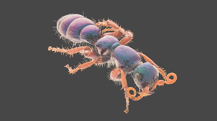 Diamma bicolor