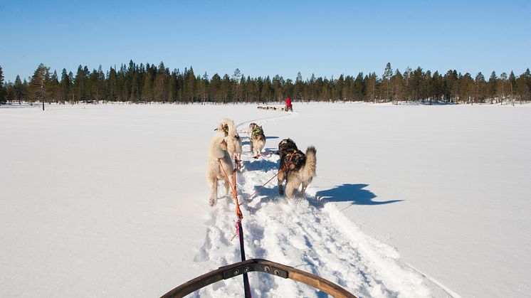 Hundspann Dalarna