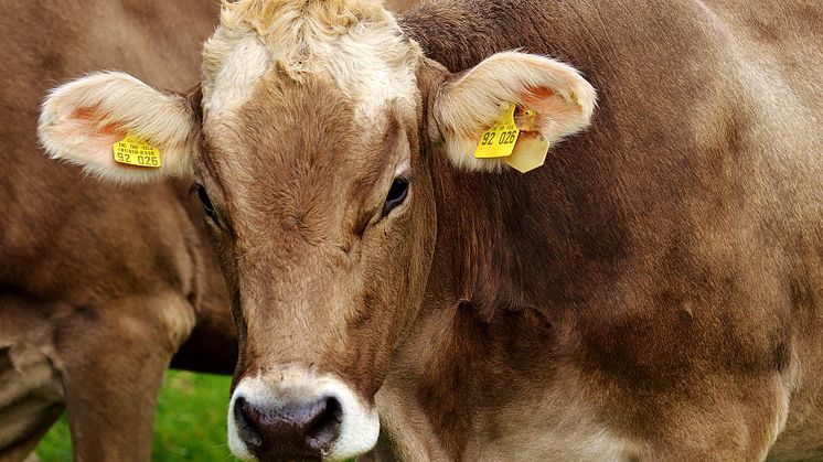 Securitas tecknar ramavtal med Distriktsveterinärerna, som erbjuder sjuk- och hälsovård till djur över hela landet. 