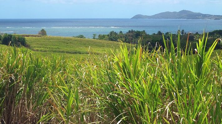 saint-james-sugarcane-bred