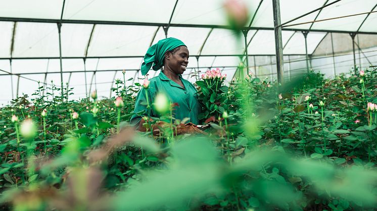 Nu kan svenskarna skicka blombud med Fairtrade-märkta rosor. Grace Mwangi arbetar på en Fairtrade-certifierad plantage i Kenya. Foto: Christoph Köstlin