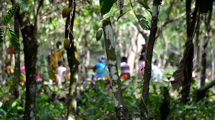 Cocoa Life Environment 