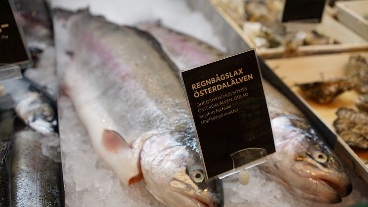 Cirkulärt foder gör svensk regnbågslax grön