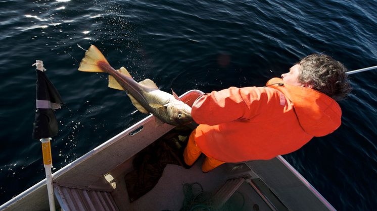 Cod export reaches new heights