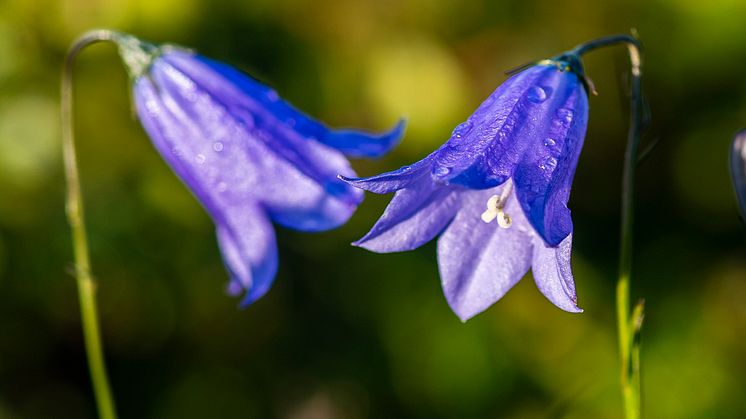 Liten blåklocka_närbild
