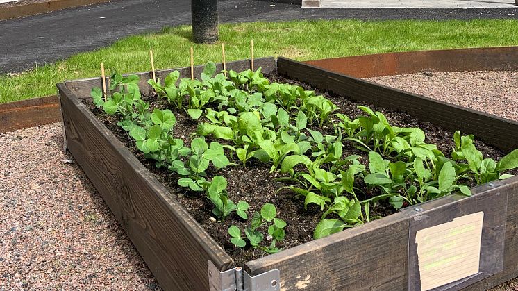 I flera av Wallenstams bostadsområden har bostadshyresgästerna sedan en tid tillbaka haft möjlighet att plantera och odla i odlingslådor i anslutning till sina bostäder. Här är ett exempel från Elisedal i Göteborg.