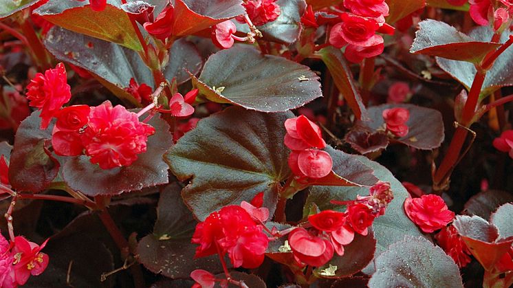 Dubbelblommande Sommarbegonia