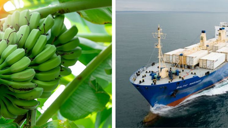 Baltic Reefers kommer med bananer direkt från Sydamerika till Helsingborgs Hamn en gång i veckan. 
