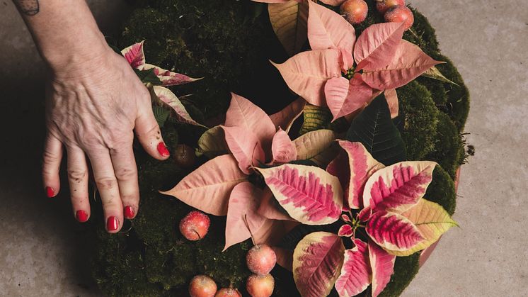 Att använda julstjärnan som snittblomma ger en ny twist på traditionen.