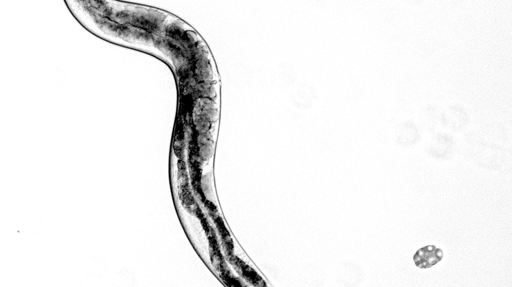 Rundmasken C. elegans används ofta som modellorganism i forskning. Foto: Benjamin Holmgren