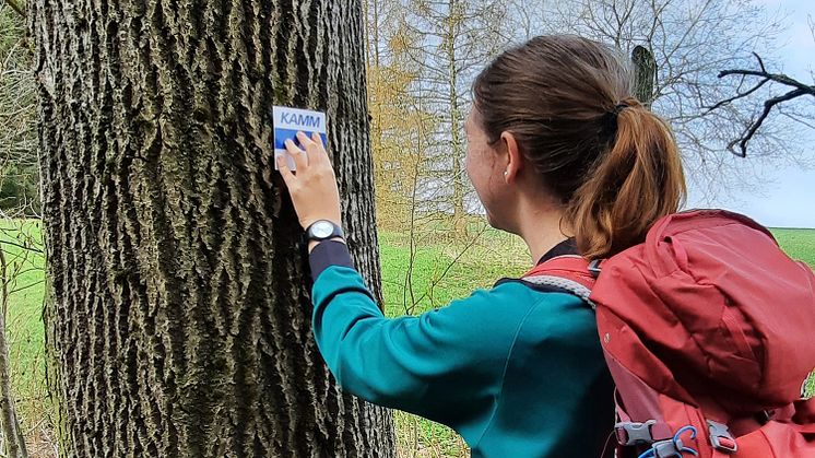 Anbringen der Markierung am Baum_Foto TVE