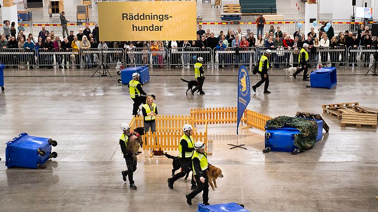 Elmia Hund 2025 räddningshundar.jpg