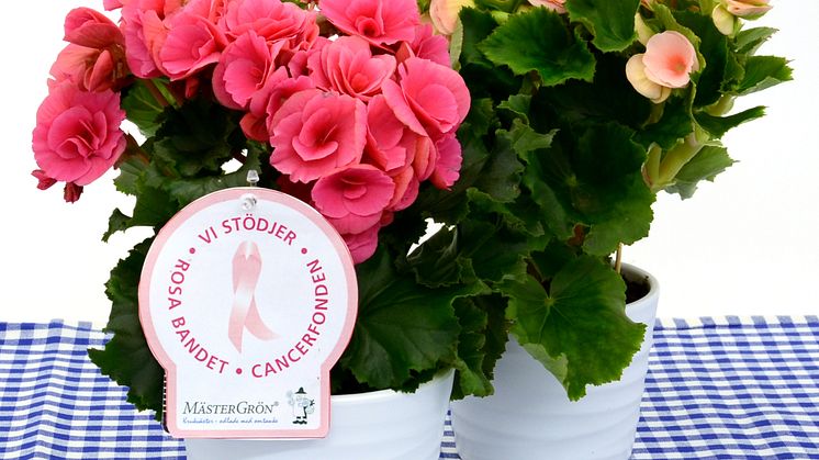 Dagens Rosa Produkt 16 oktober - en storblommig Begonia från Mäster Grön