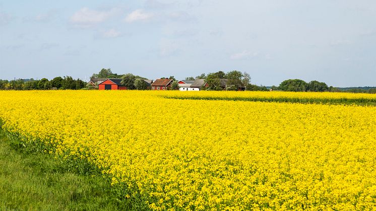Totalskörden för oljeväxter, som raps och rybs, uppskattas bli drygt 0,42 miljoner ton. Det är den största skörden med oljeväxter på 2000-talet. Foto: Scandinav.