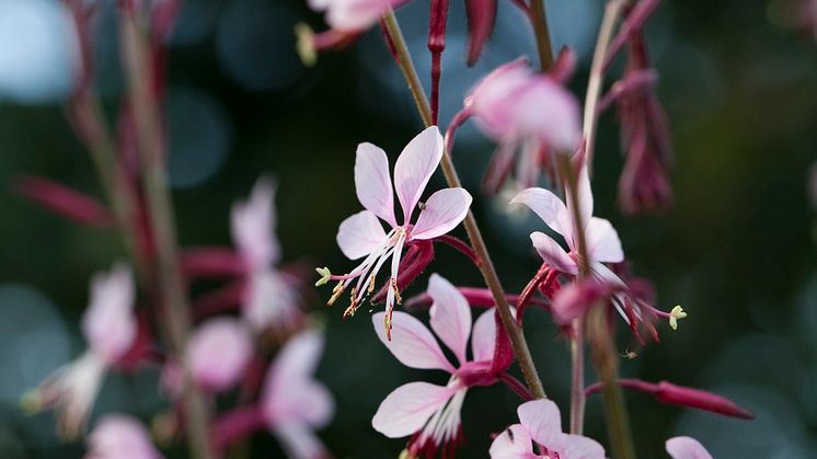 Gaura 2018 Foto@annikasnaturligating   (2)