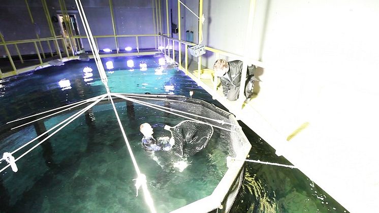Högfenad haj släpps ner i Universeums oceantank