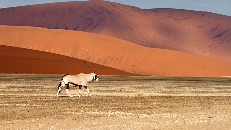 Snart kan du flyve med KLM til afrikanske Windhoek