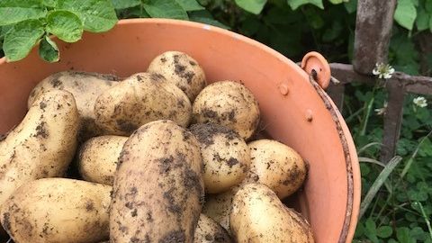 potatis (1)