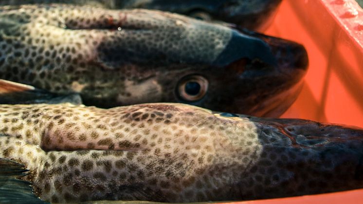 Fortsatt förbud av torskfiske i Östersjön