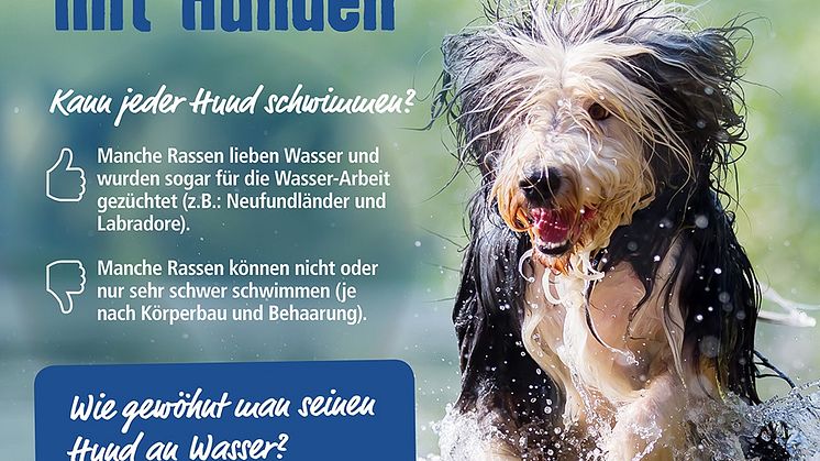Infografik: Wasserspaß mit Hunden