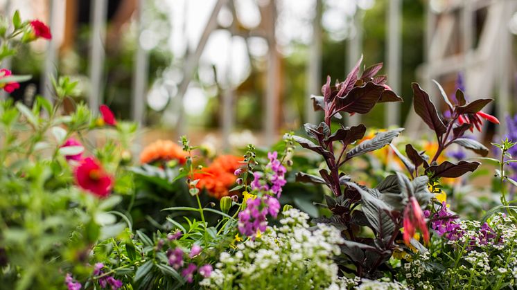 Sommarblommor på Avenyn