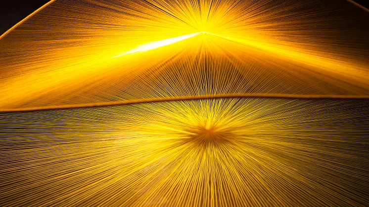 Klara Berge, Flicker light, Shimmering dark.jpg