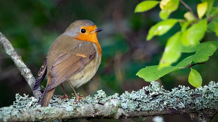 European robin