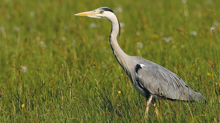 Der Graureiher ist ein stattlicher Großvogel, den man in den Augebieten kaum übersehen kann.