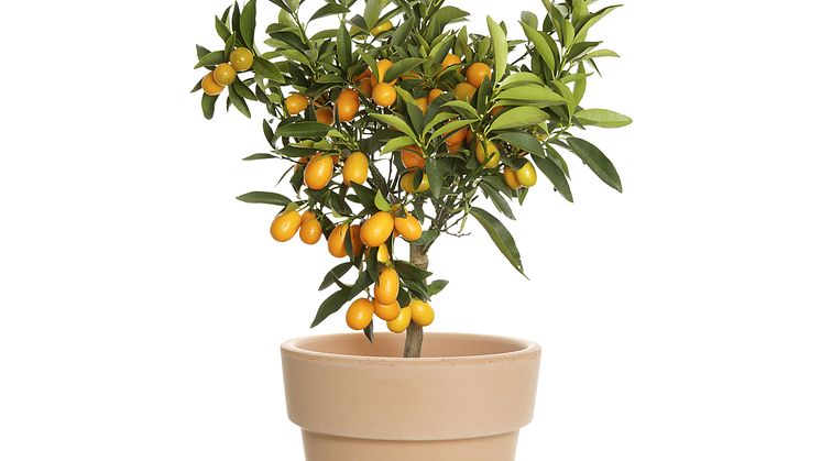 Kumquat