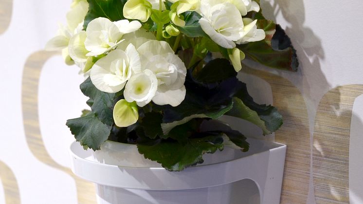 Begonia