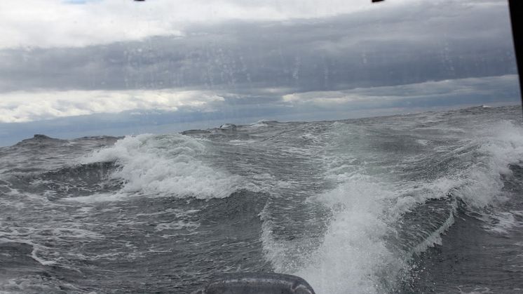 Ruff Sjö på Ålands hav