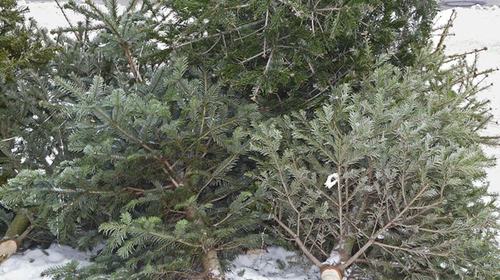 Granar sorteras som trädgårdsavfall, men glöm inte att ta bort pyntet först. Foto: Konrad Weiss/Mostphotos.com