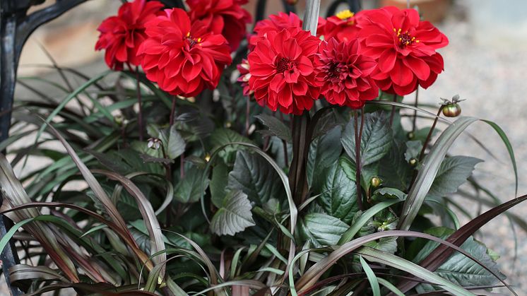 Dahlia Dreamy