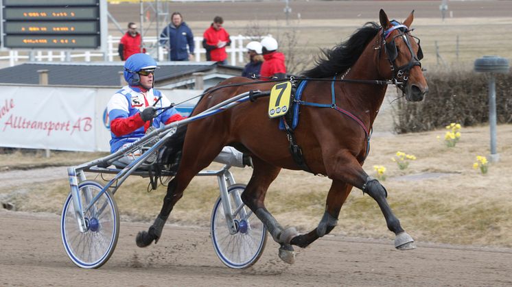 Flera stall kämpar om segern i Rikstravet