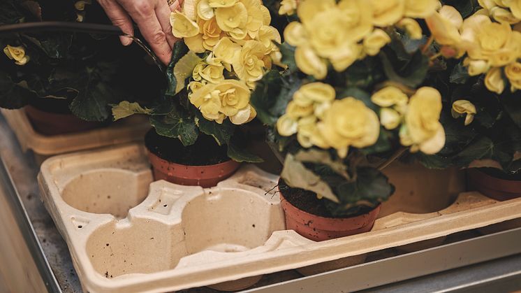 Blomsterlandet-HortiTray-bevattning-begonia-23032212432