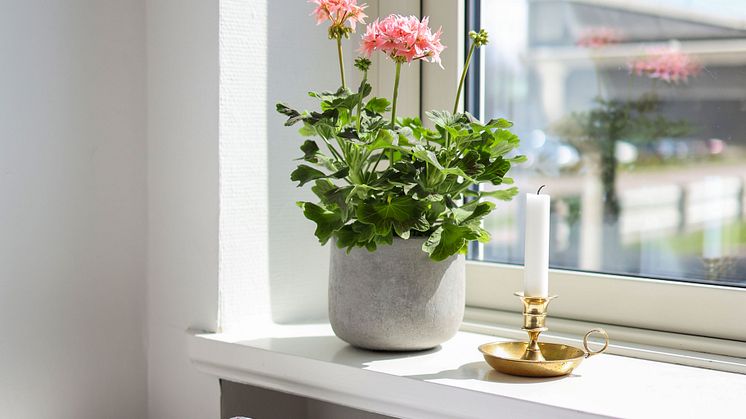 Årets Pelargon 2025 Pelargonium Summer Twist Rose foto SydGrönt (12).jpg