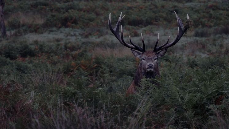 Signe Johannessen, Stillbild ur "Bocken" (2018)