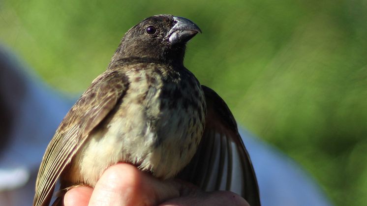 Darwin’s finch