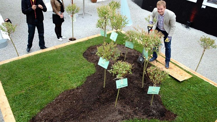 Gustav Fridolin planterar träd i Almedalen 