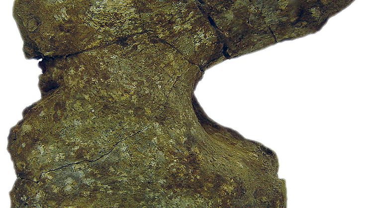 Kota från Adaffa Sauropod