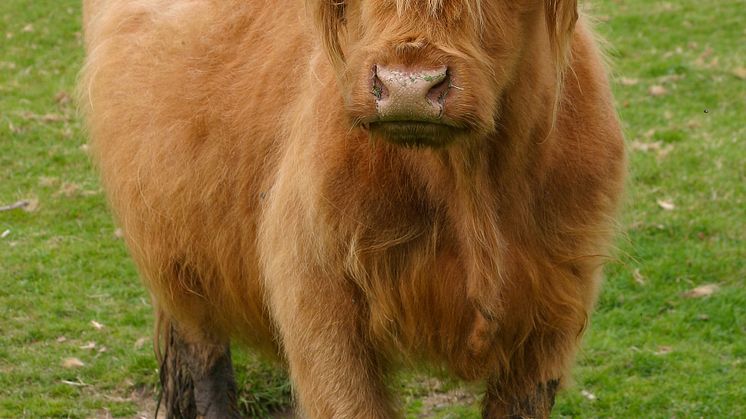 Korna och kalvarna är en korsning mellan highland cattle och röd aberdeen.