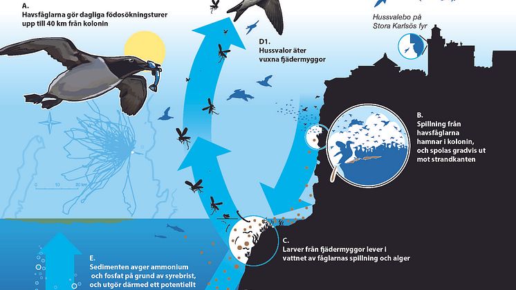 KretsloppStorakarlso-IllustrationFredrikSaarkoppel.jpg