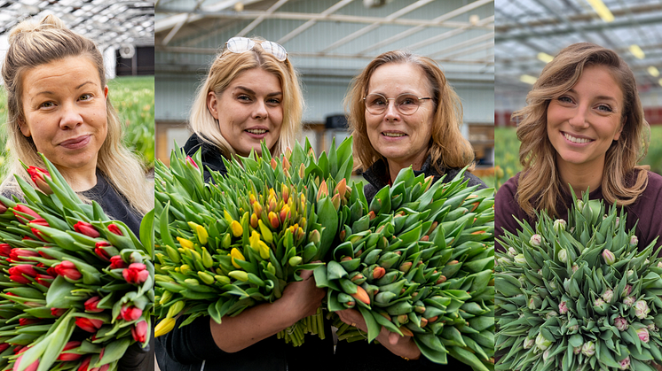 Inför Internationella kvinnodagen den 8 mars uppmärksammas kvinnliga ägare och företagsledare i tulpanbranschen. Här syns Caroline Nilsson, Julia Carlsson, Lena Karlsson och Amanda Alverbäck, alla med ledande positioner.