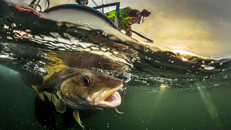 My father fishing cod - Audun Rikardsen