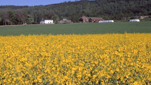 Årets totalskörd av raps – som syns på bilden – och rybs är den största som redovisats hittills i Sverige. Foto: Urban Wigert